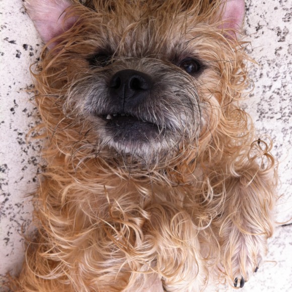 Meet your Posher, Shelly - Picture 1 of 1